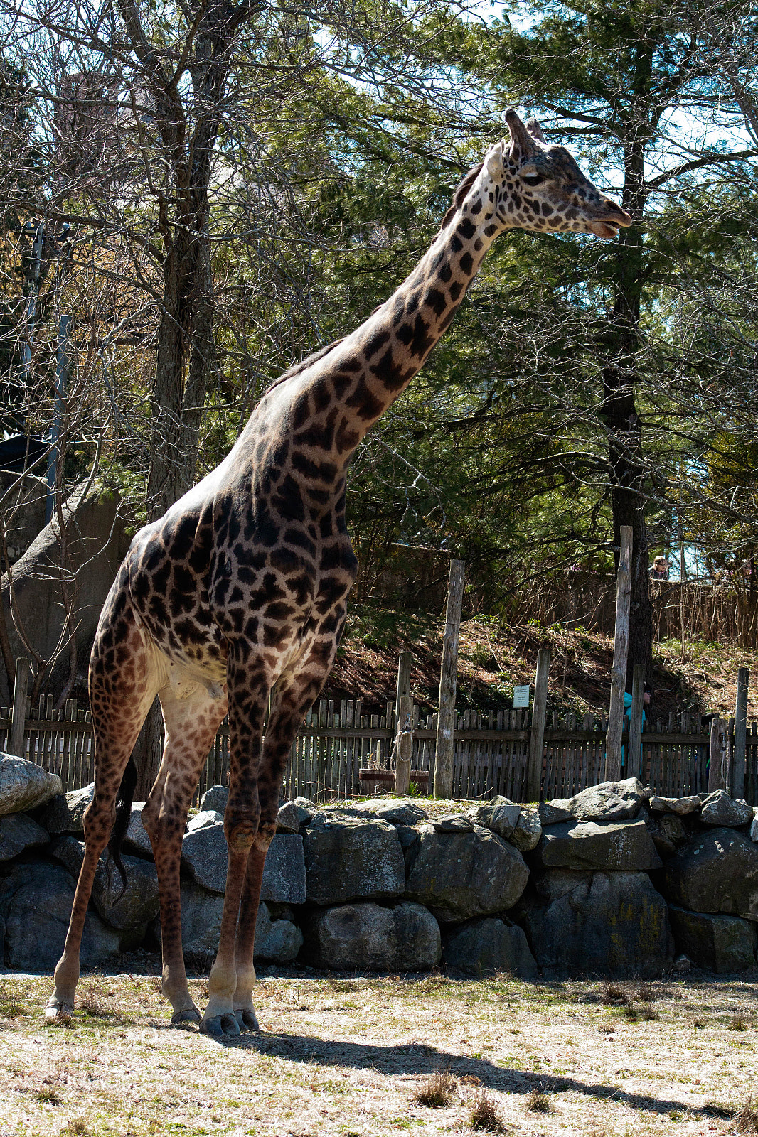 Canon EOS 1300D (EOS Rebel T6 / EOS Kiss X80) sample photo. Giraffe at roger williams photography