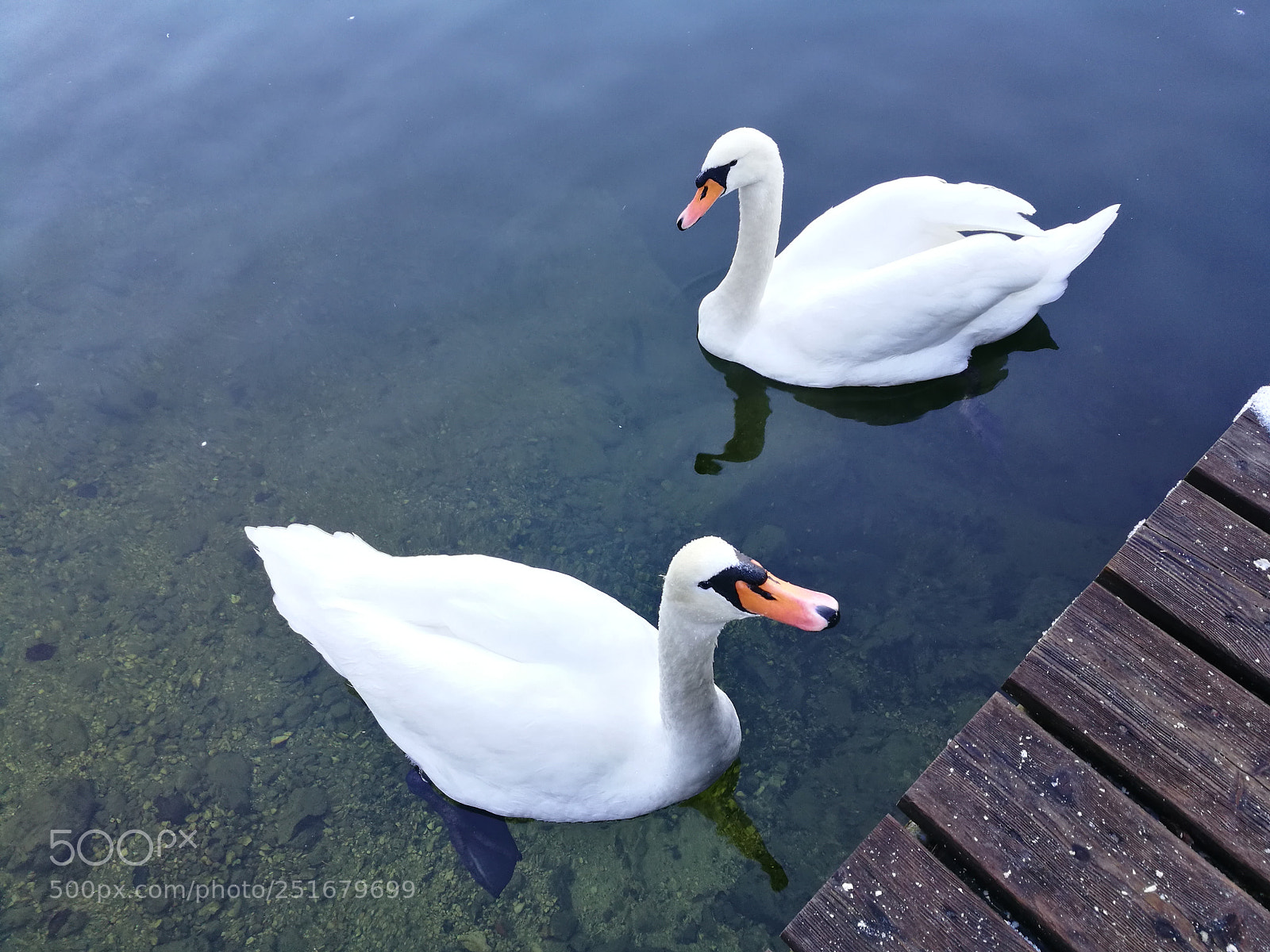 HUAWEI P9 sample photo. Swan photography