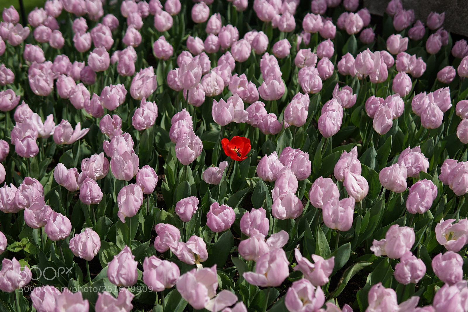 Sony a6500 sample photo. Untitled photography
