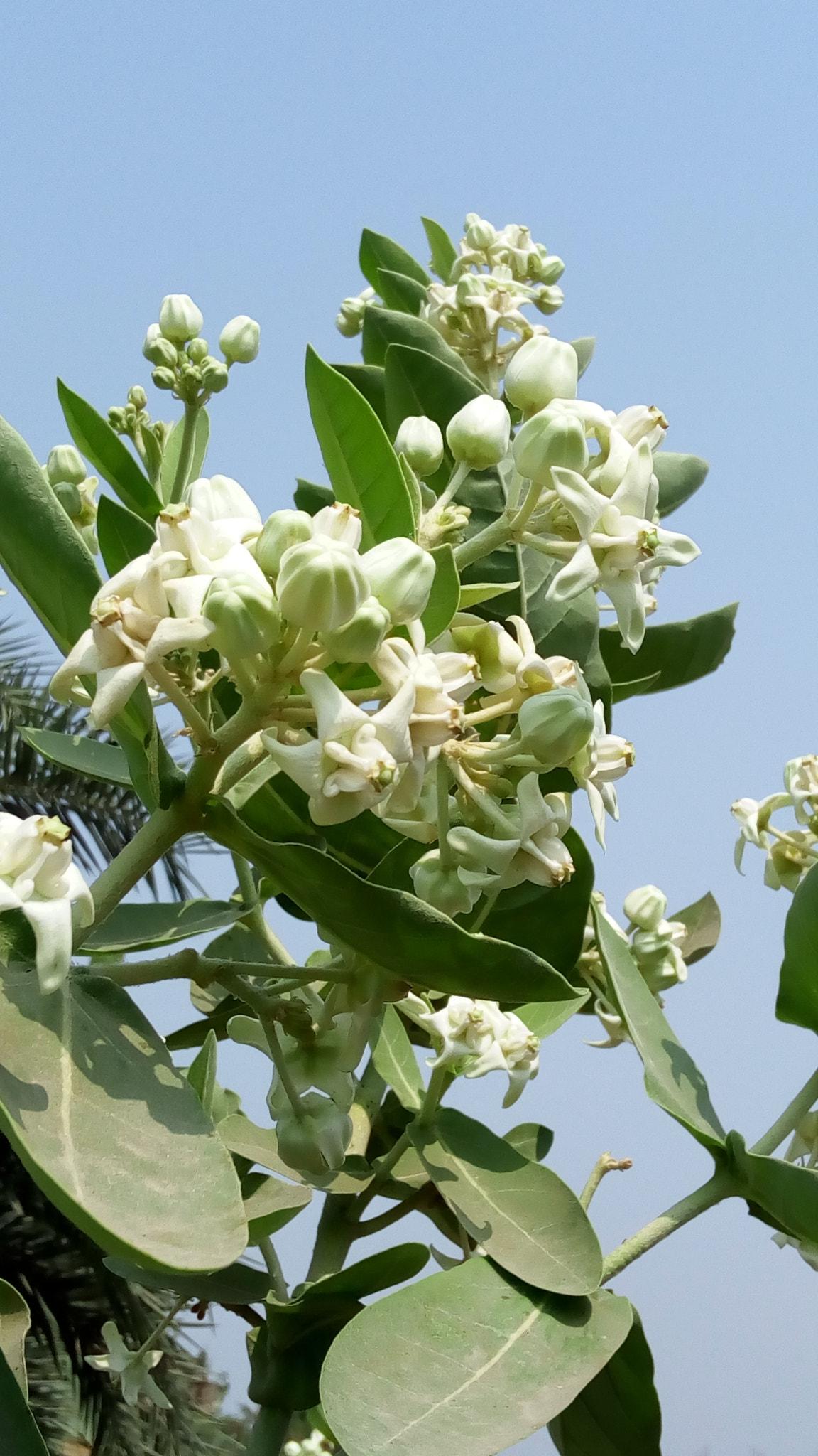 Lenovo VIBE X3 LITE sample photo. Blossoms photography