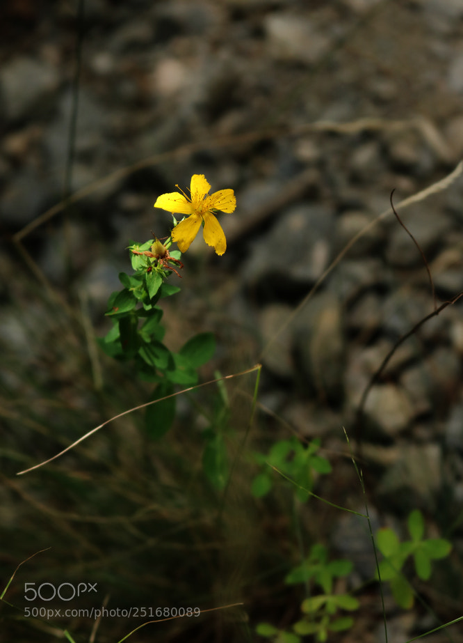 Canon EOS 750D (EOS Rebel T6i / EOS Kiss X8i) sample photo. St john's wort photography