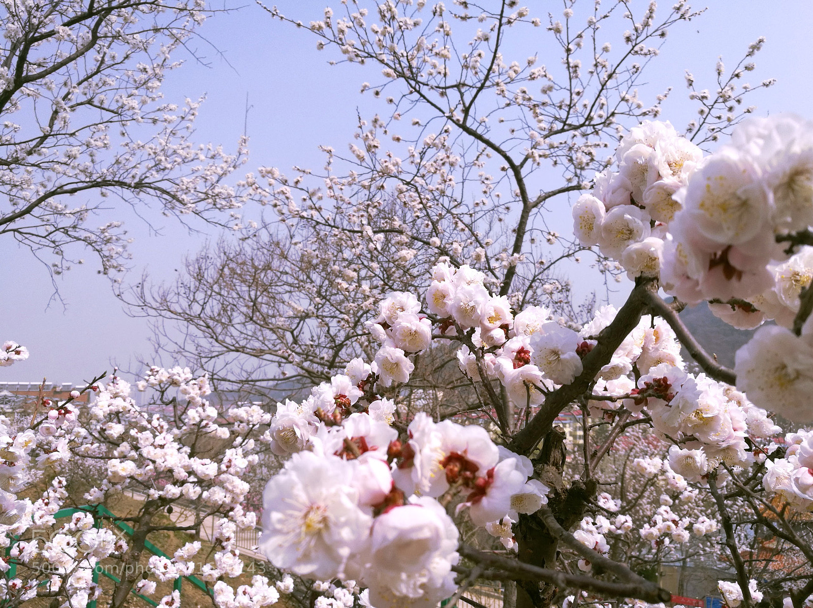 HUAWEI Honor 8 sample photo. Untitled photography
