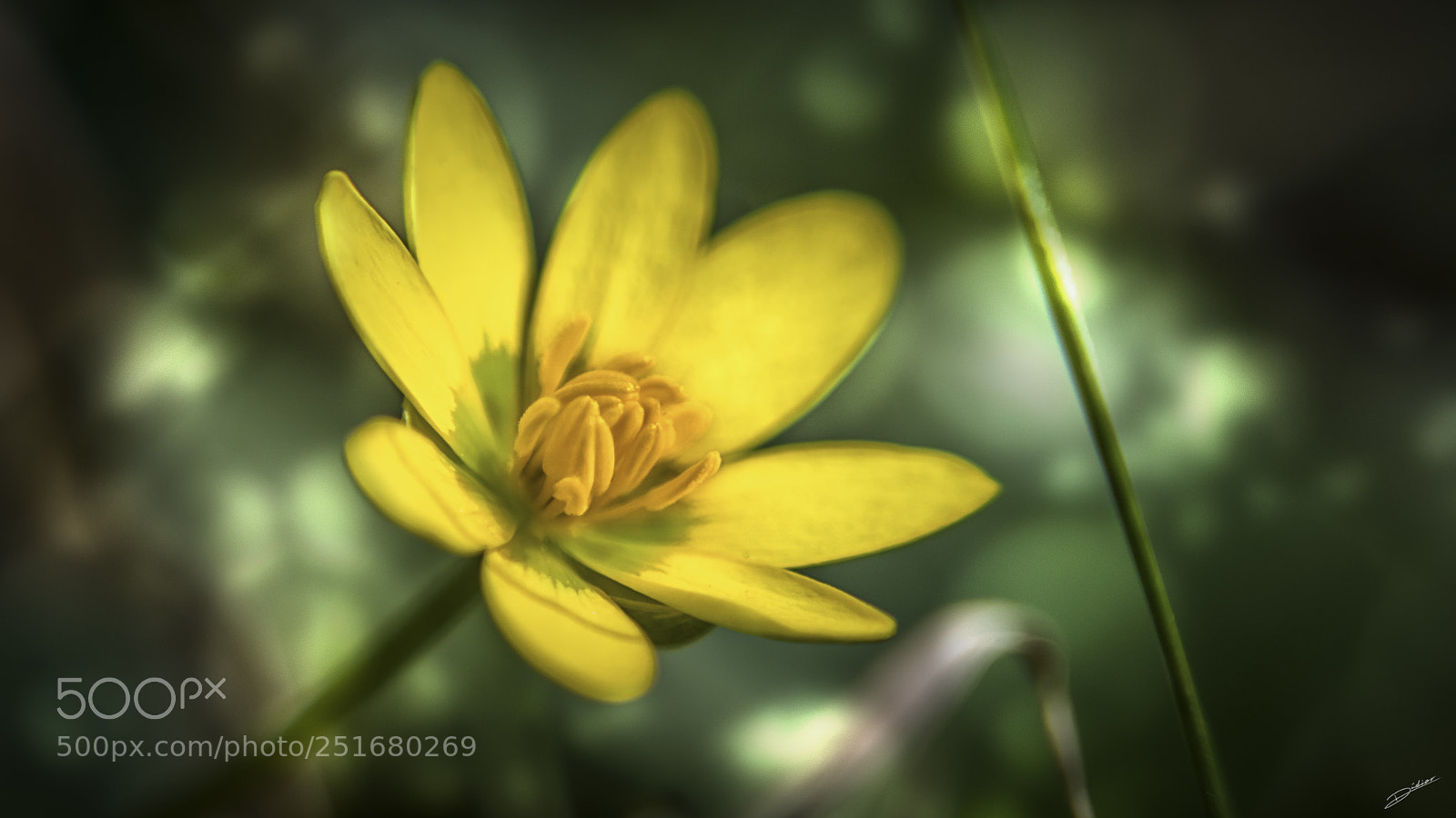 Nikon D5500 sample photo. *** little flower *** photography