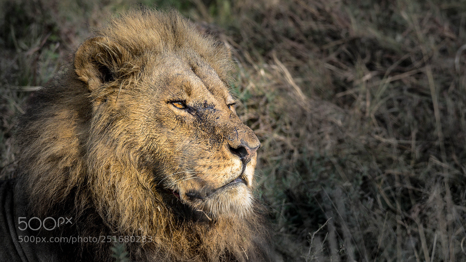 Pentax K-3 sample photo. Lion photography