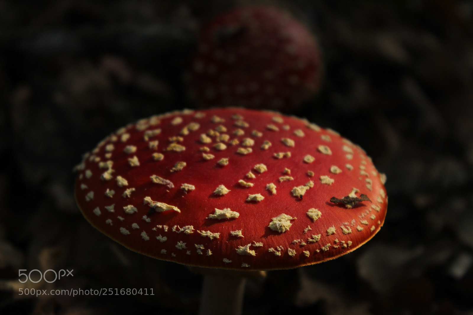 Canon EOS 1300D (EOS Rebel T6 / EOS Kiss X80) sample photo. Muscaria photography