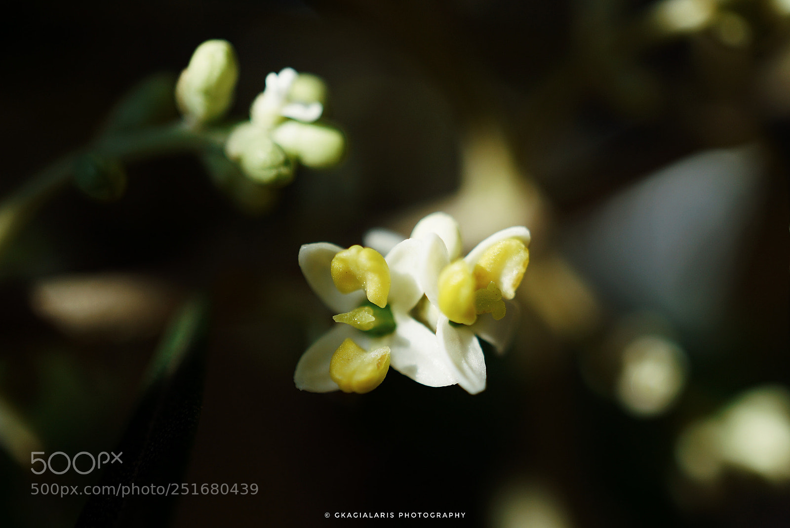 Sony a6000 sample photo. Olive flower..... photography