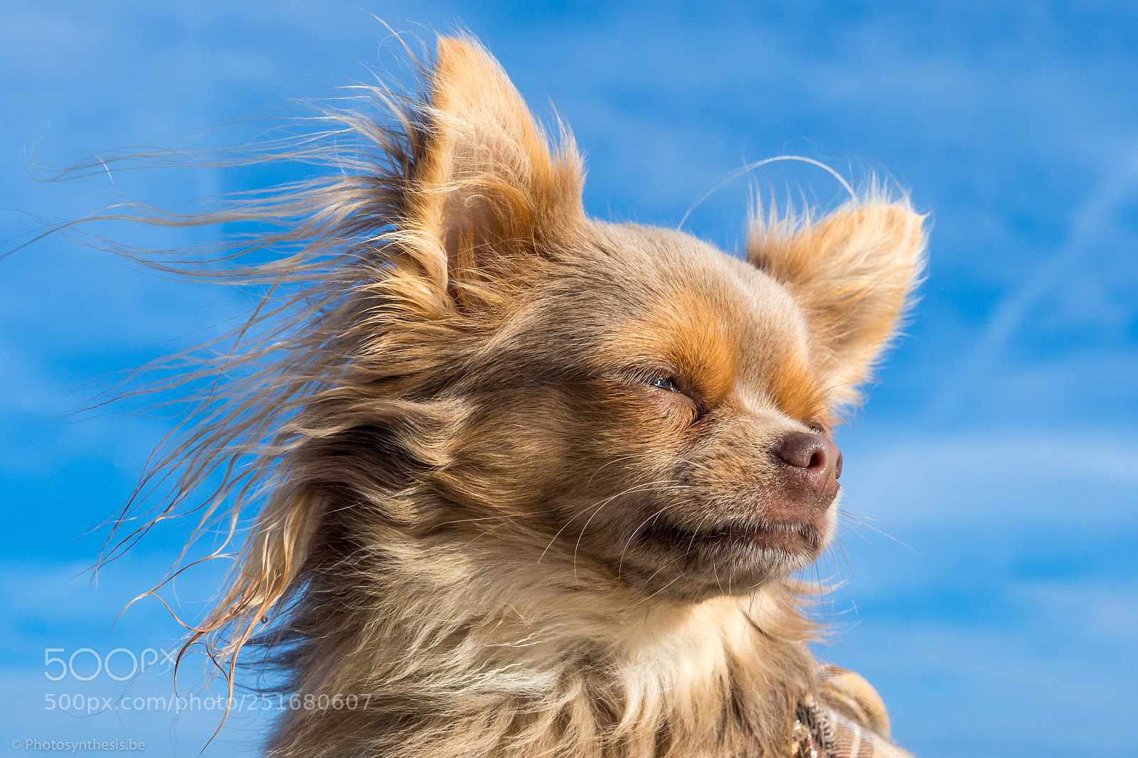 Olympus OM-D E-M10 sample photo. Chihuahua bowie - close-up photography