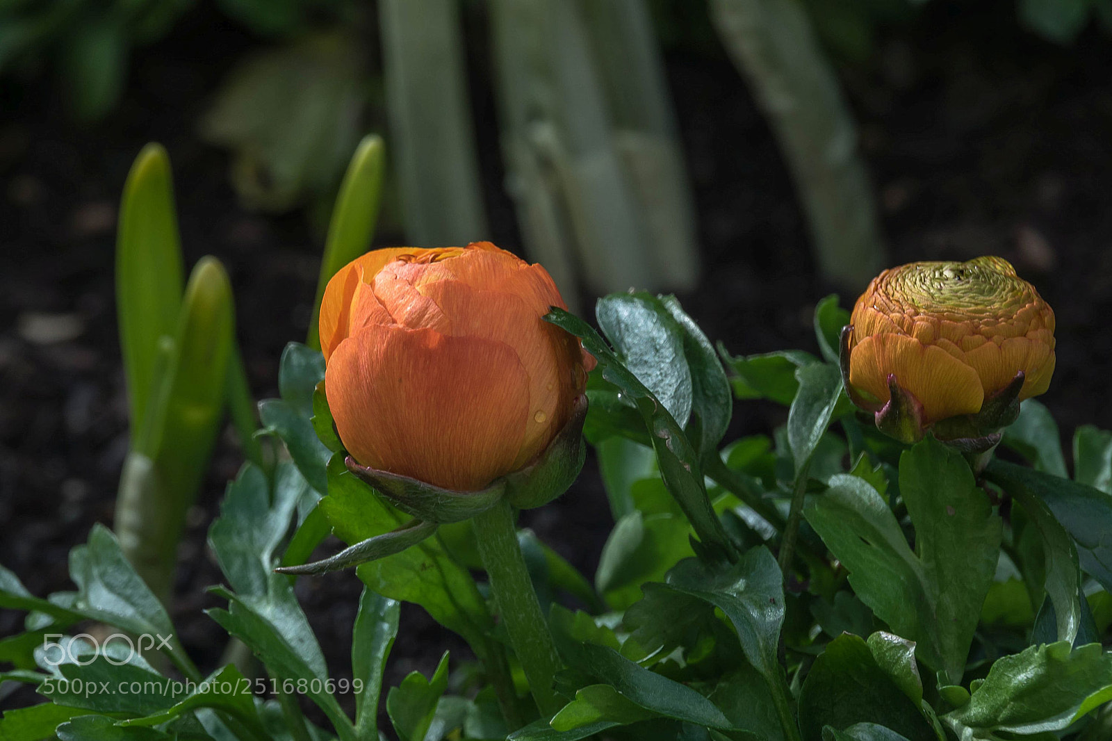 Sony Cyber-shot DSC-RX10 III sample photo. Ranunculus photography