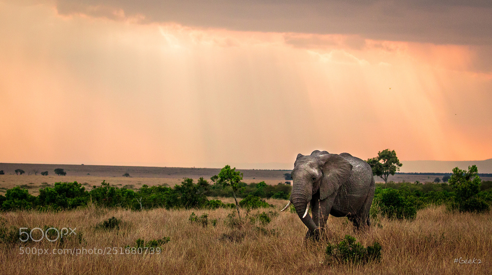 Canon EOS 100D (EOS Rebel SL1 / EOS Kiss X7) sample photo. An elephant on his photography