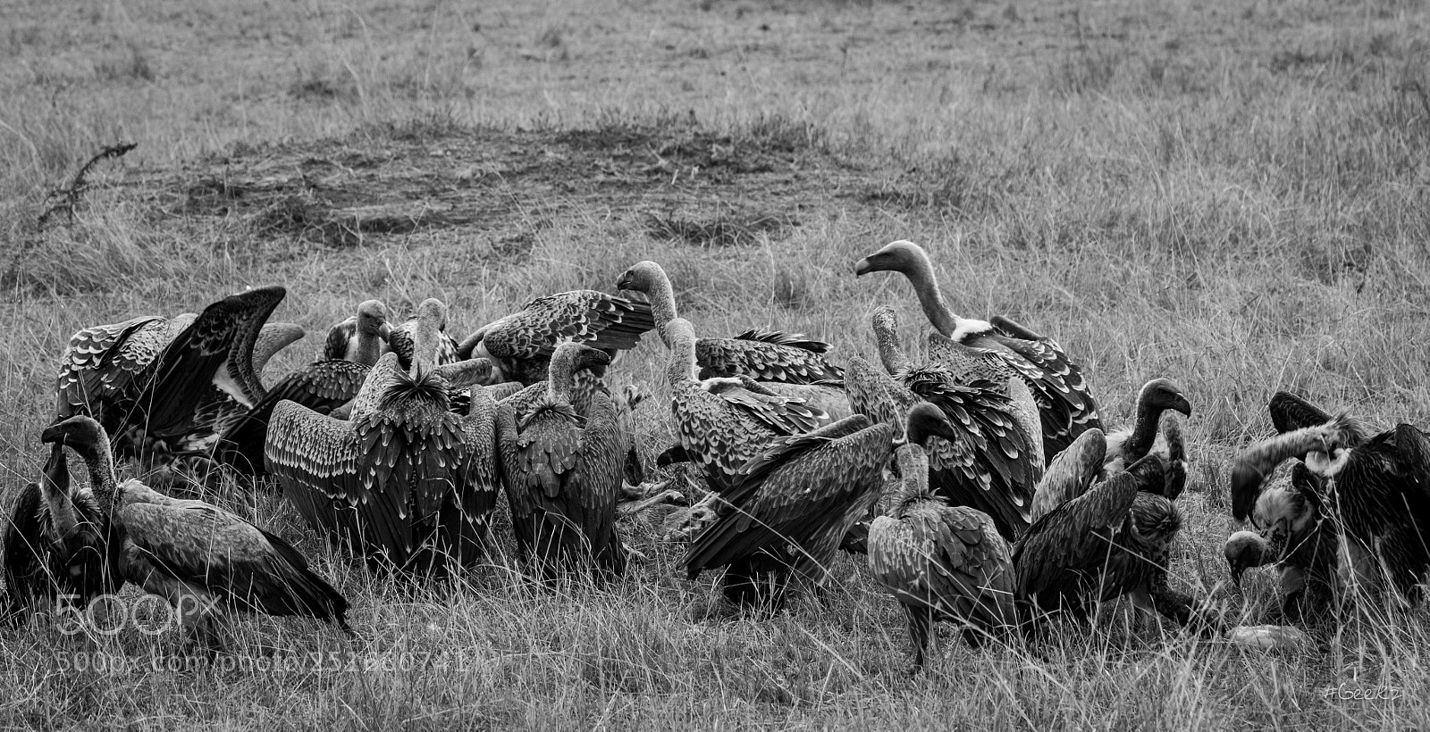 Canon EOS 100D (EOS Rebel SL1 / EOS Kiss X7) sample photo. Damned vultures! photography