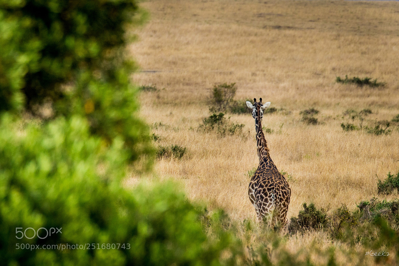 Canon EOS 100D (EOS Rebel SL1 / EOS Kiss X7) sample photo. The lonely giraffe photography