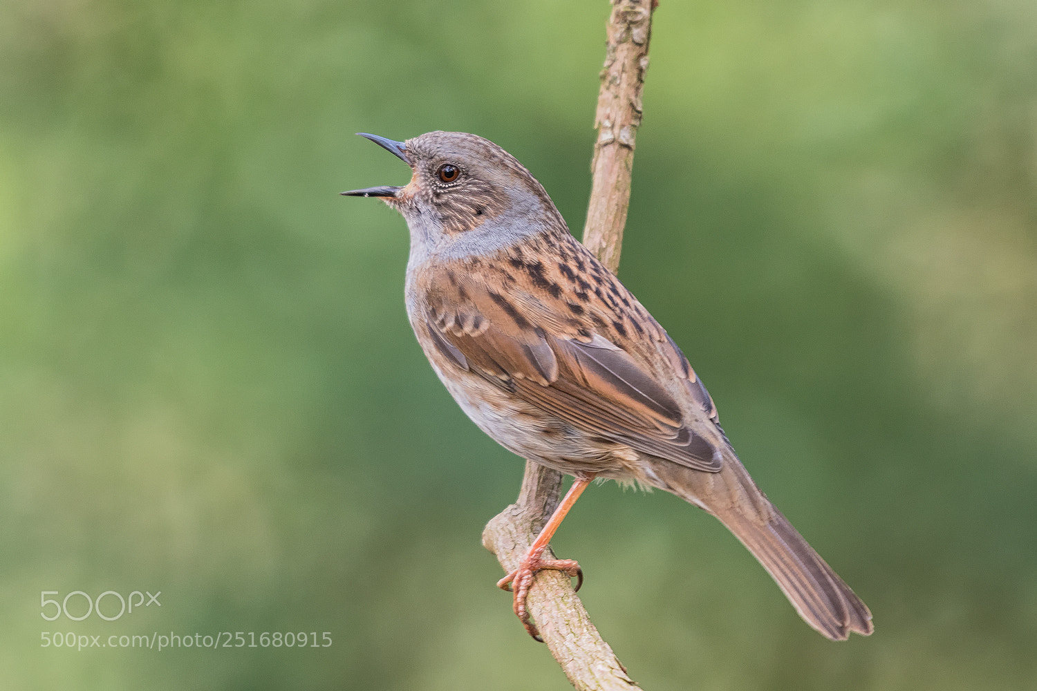 Nikon D500 sample photo. Dunnock photography