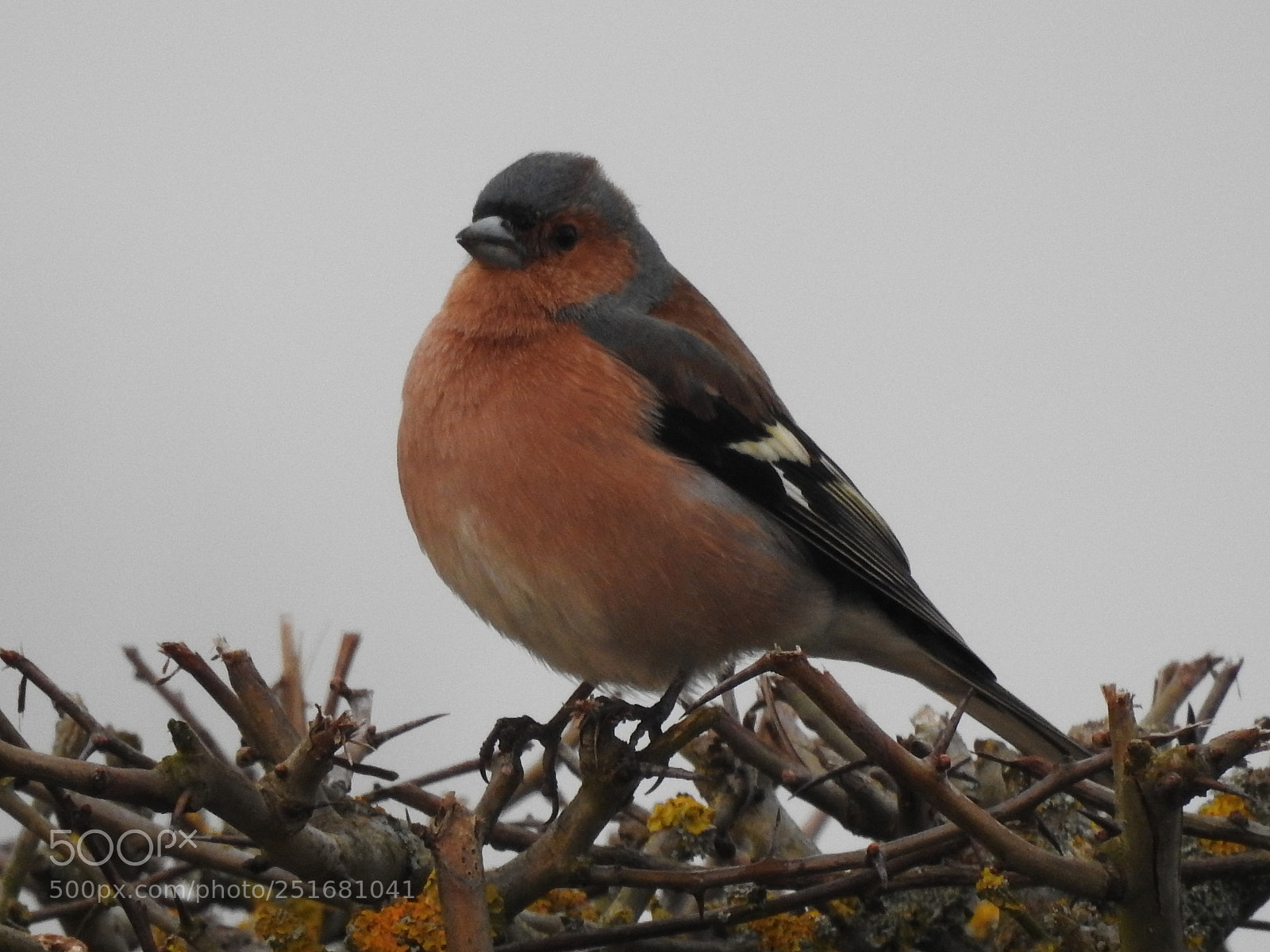 Nikon Coolpix P900 sample photo. Little bird photography