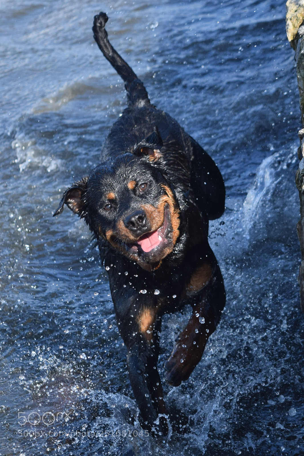 Nikon D5300 sample photo. Dog photography