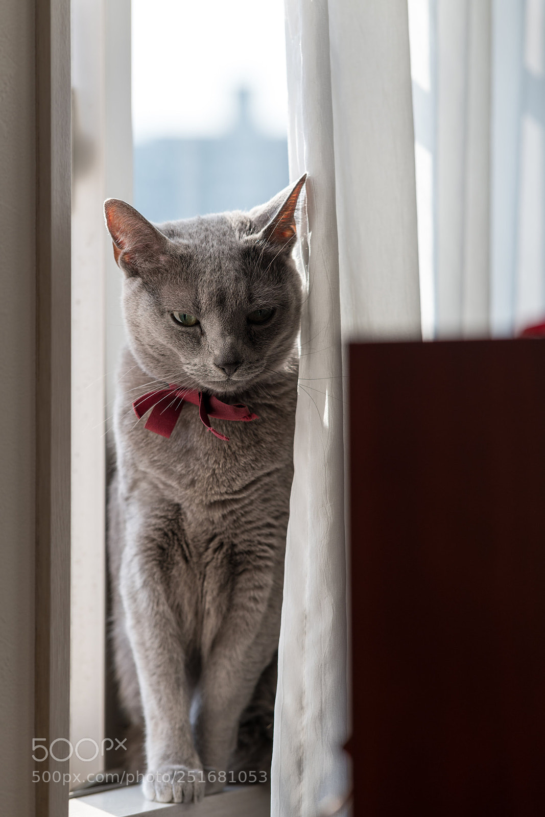 Nikon D850 sample photo. Untitled photography