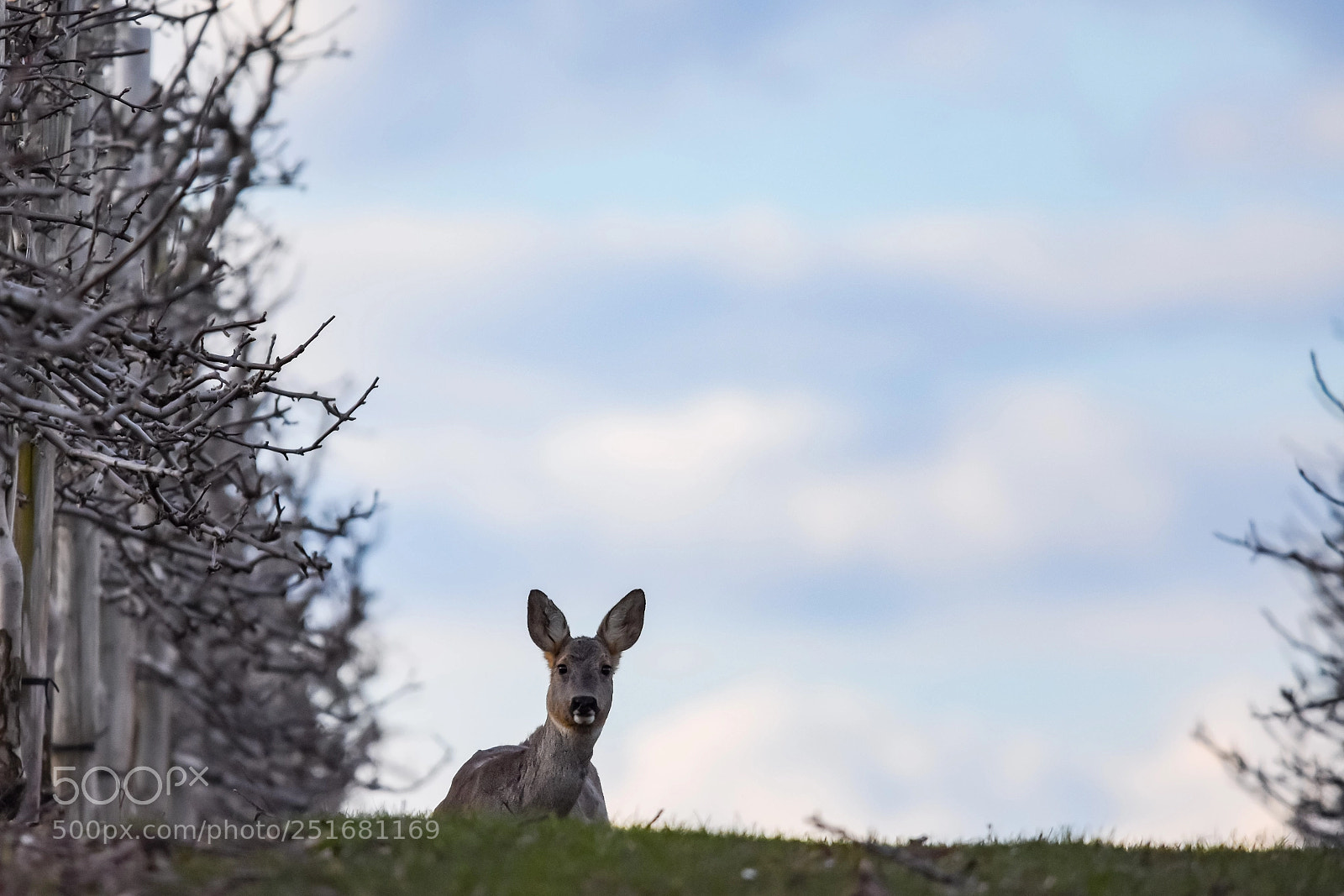 Nikon D7200 sample photo. 'roe deer capreolus capreolus photography
