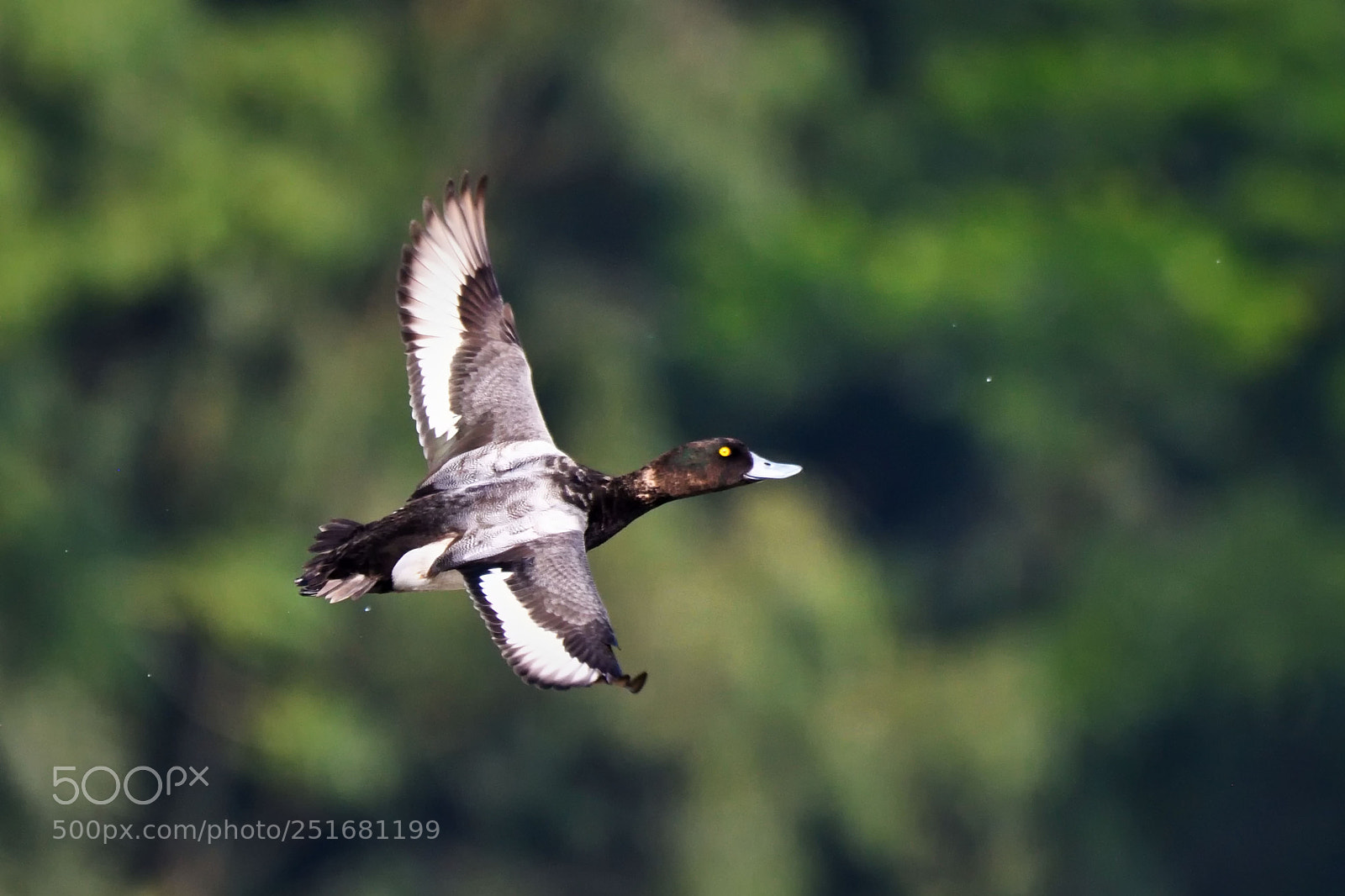 Nikon D500 sample photo. Greater scaup photography