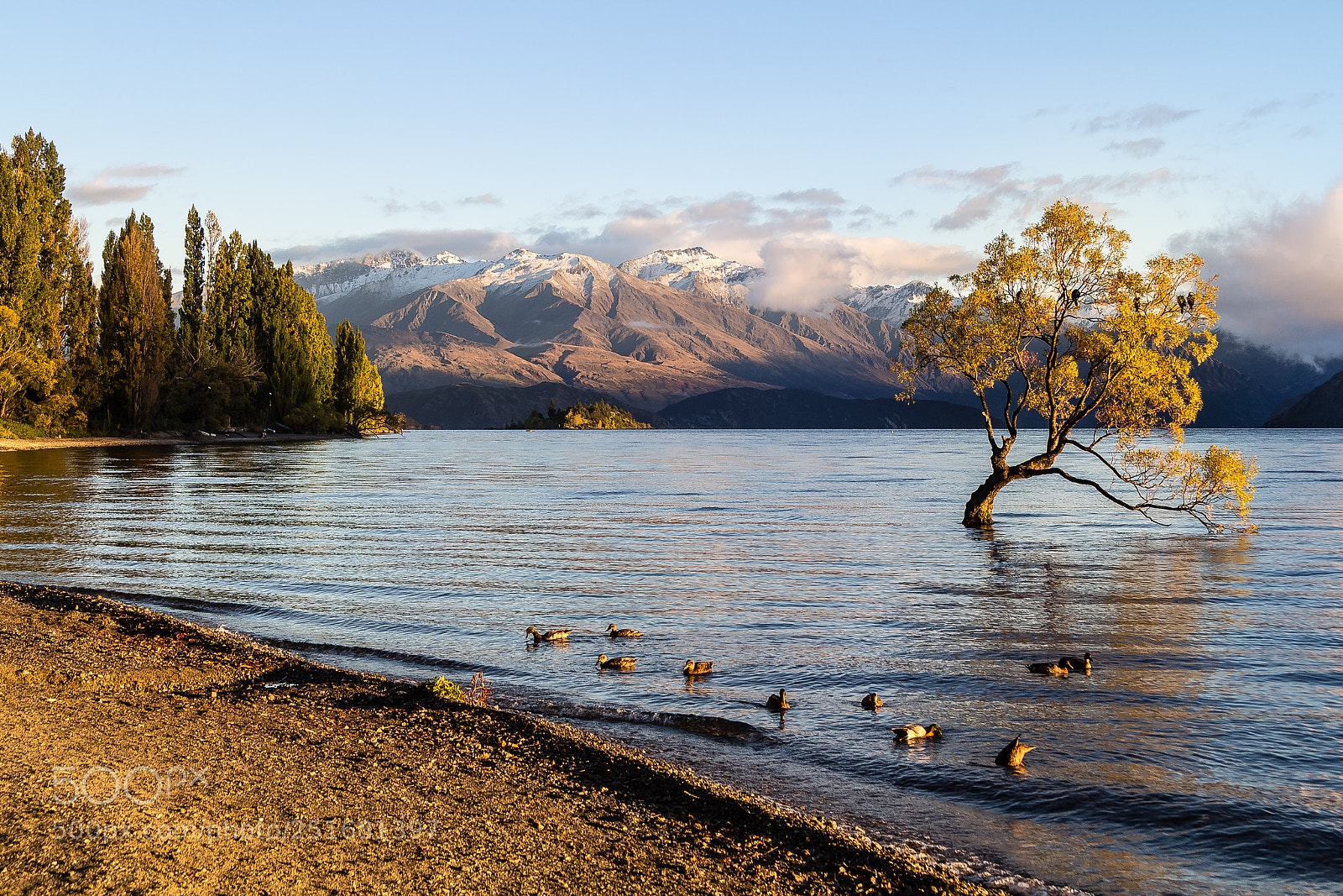 Canon EOS 60D sample photo. Wanaka tree at sunrise photography
