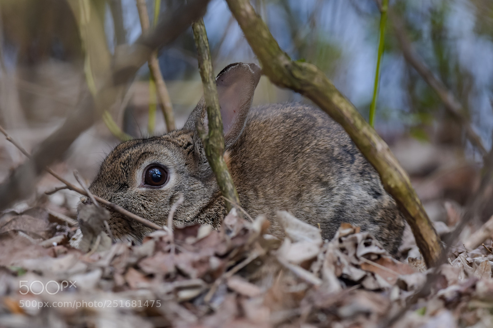 Nikon D7200 sample photo. 'european rabbit oryctolagus cuniculus photography