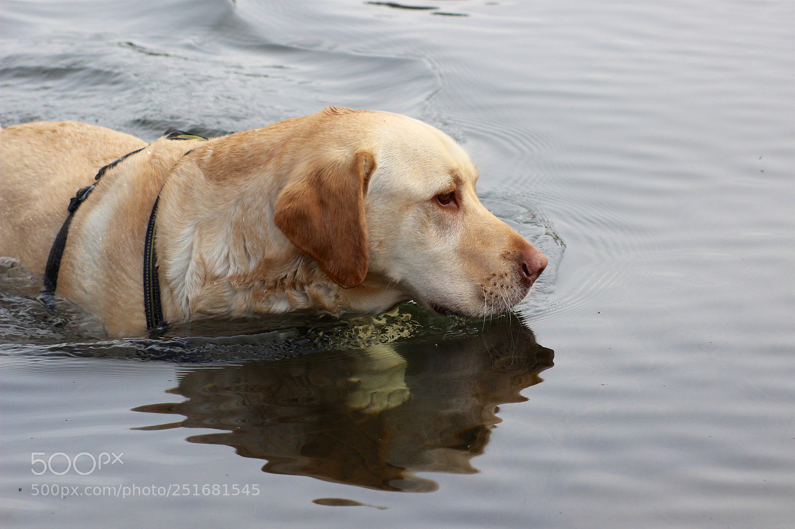Canon EOS 600D (Rebel EOS T3i / EOS Kiss X5) sample photo. Dogs are nuts photography