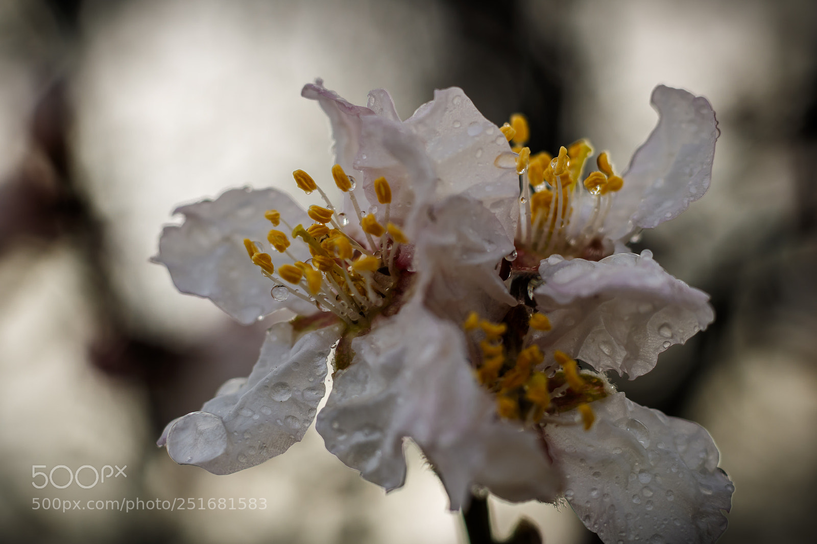 Canon EOS 760D (EOS Rebel T6s / EOS 8000D) sample photo. Soaked almond blossom photography