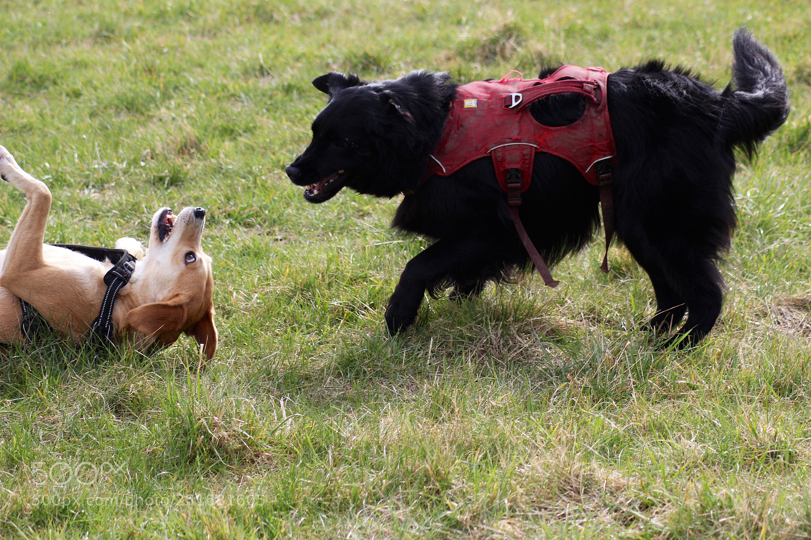 Canon EOS 600D (Rebel EOS T3i / EOS Kiss X5) sample photo. Dogs are nuts photography