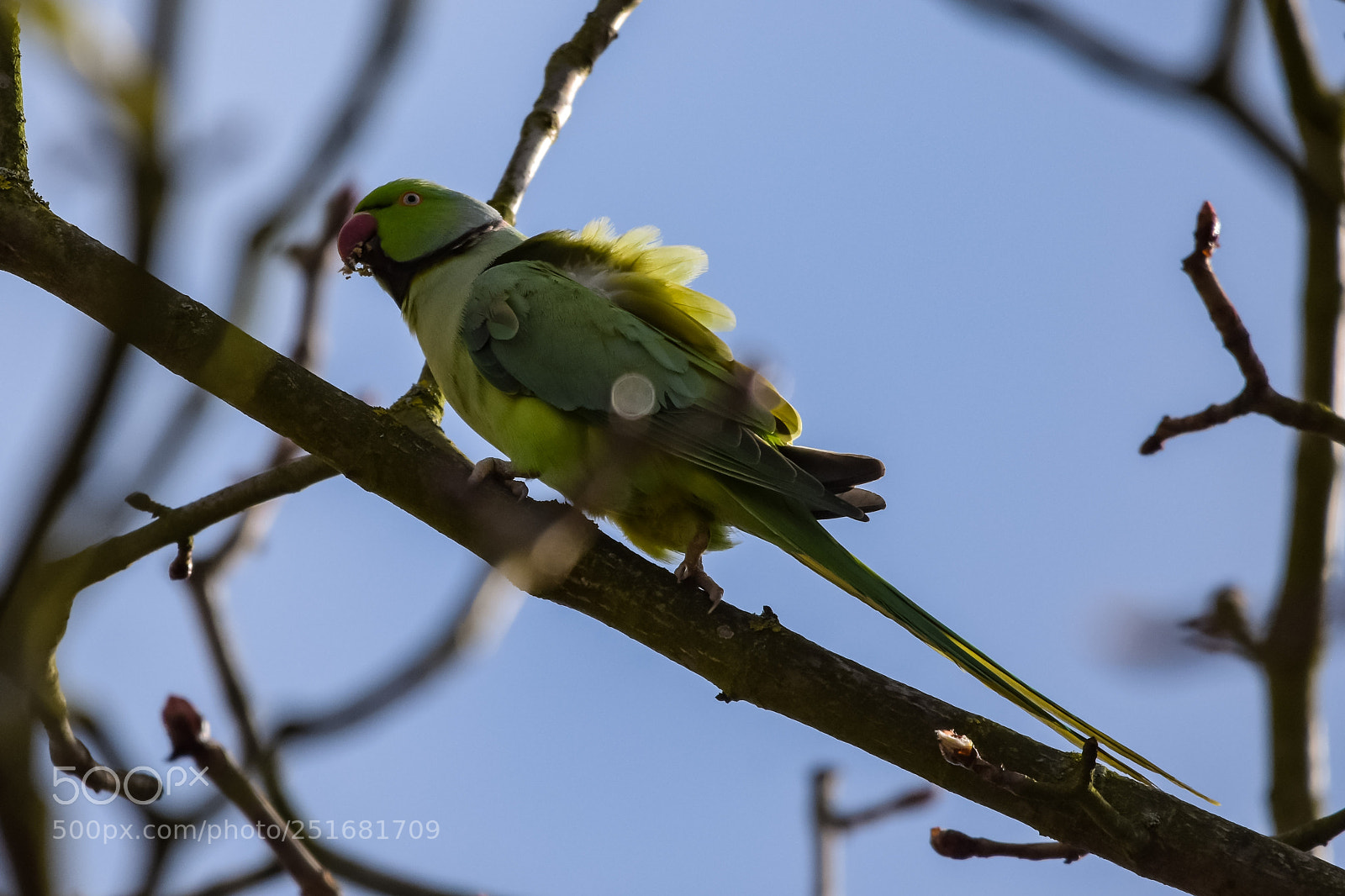 Nikon D7200 sample photo. 'rose-ringed parakeet psittacula krameri photography