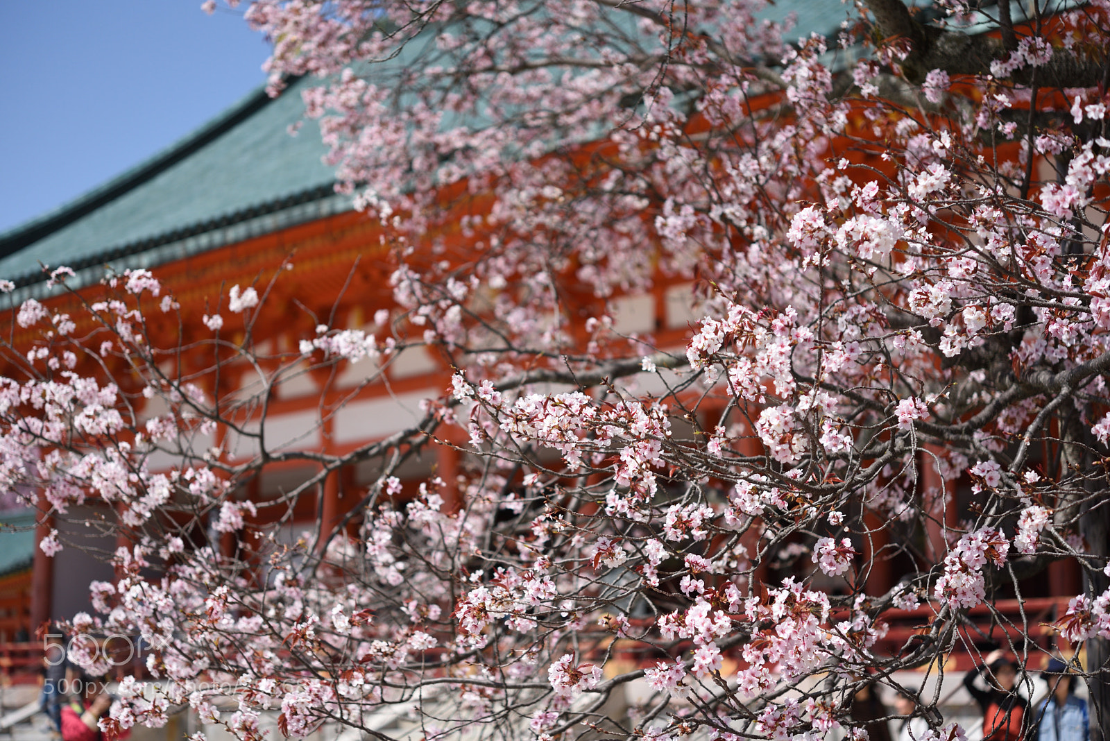 Nikon AF-S Micro-Nikkor 60mm F2.8G ED sample photo. 京都・平安神宮　左近の桜 photography