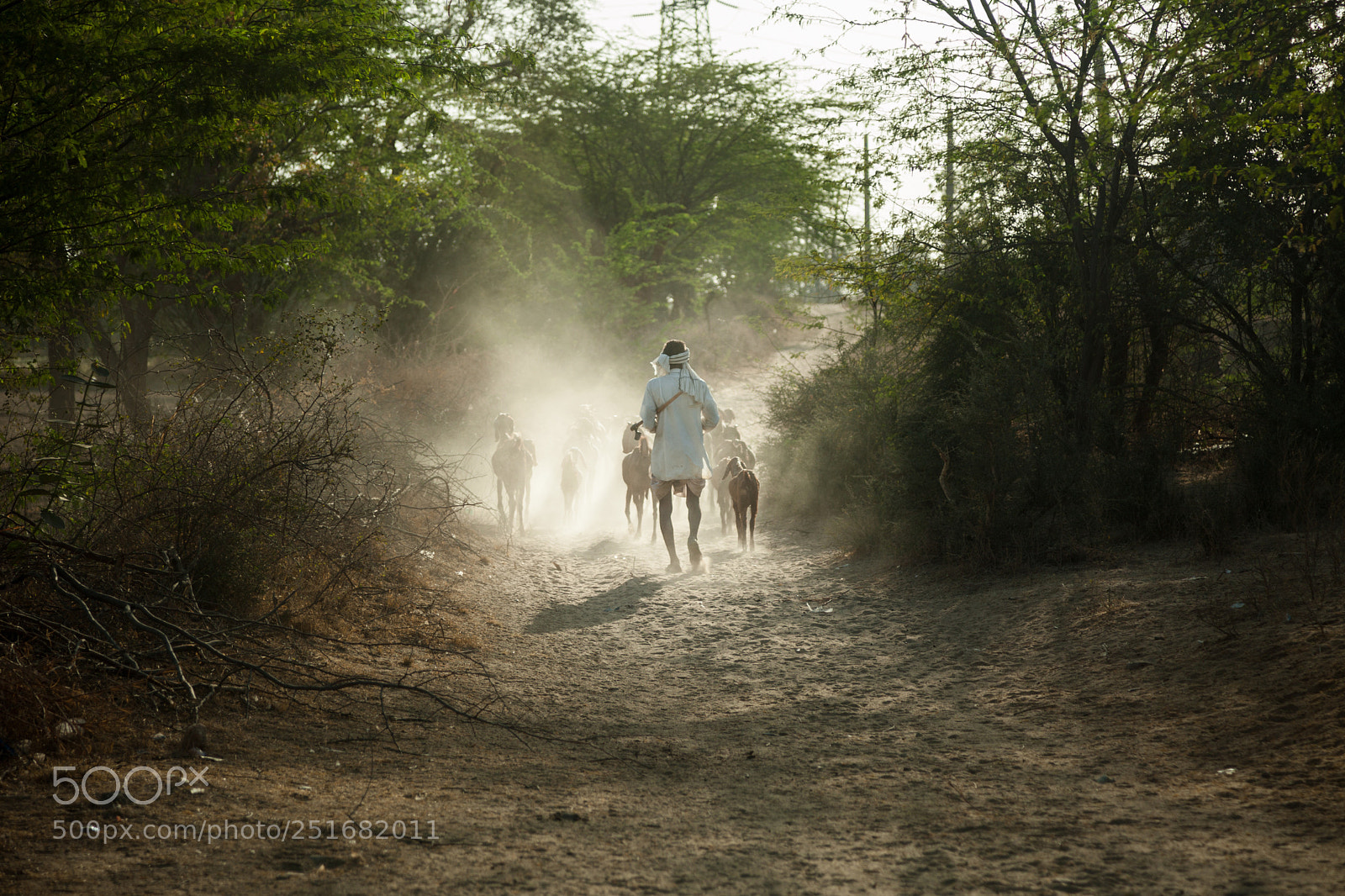 Canon EOS 5D Mark II sample photo. Man herding goats photography