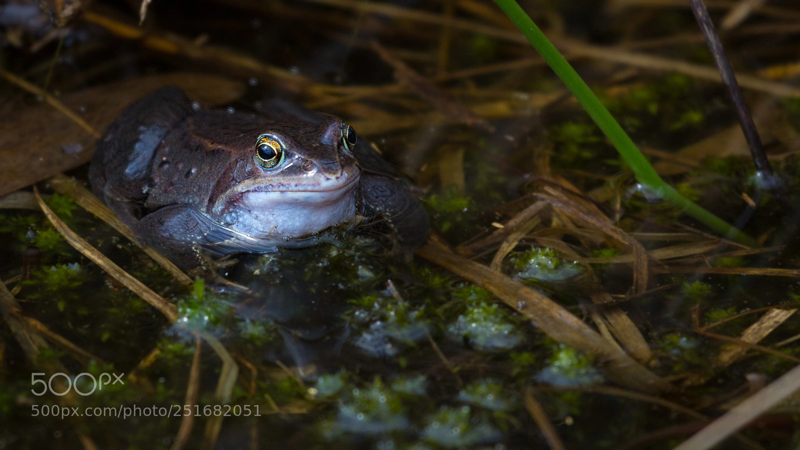 Canon EOS 60D sample photo. Moorfrosch (rana arvalis) photography