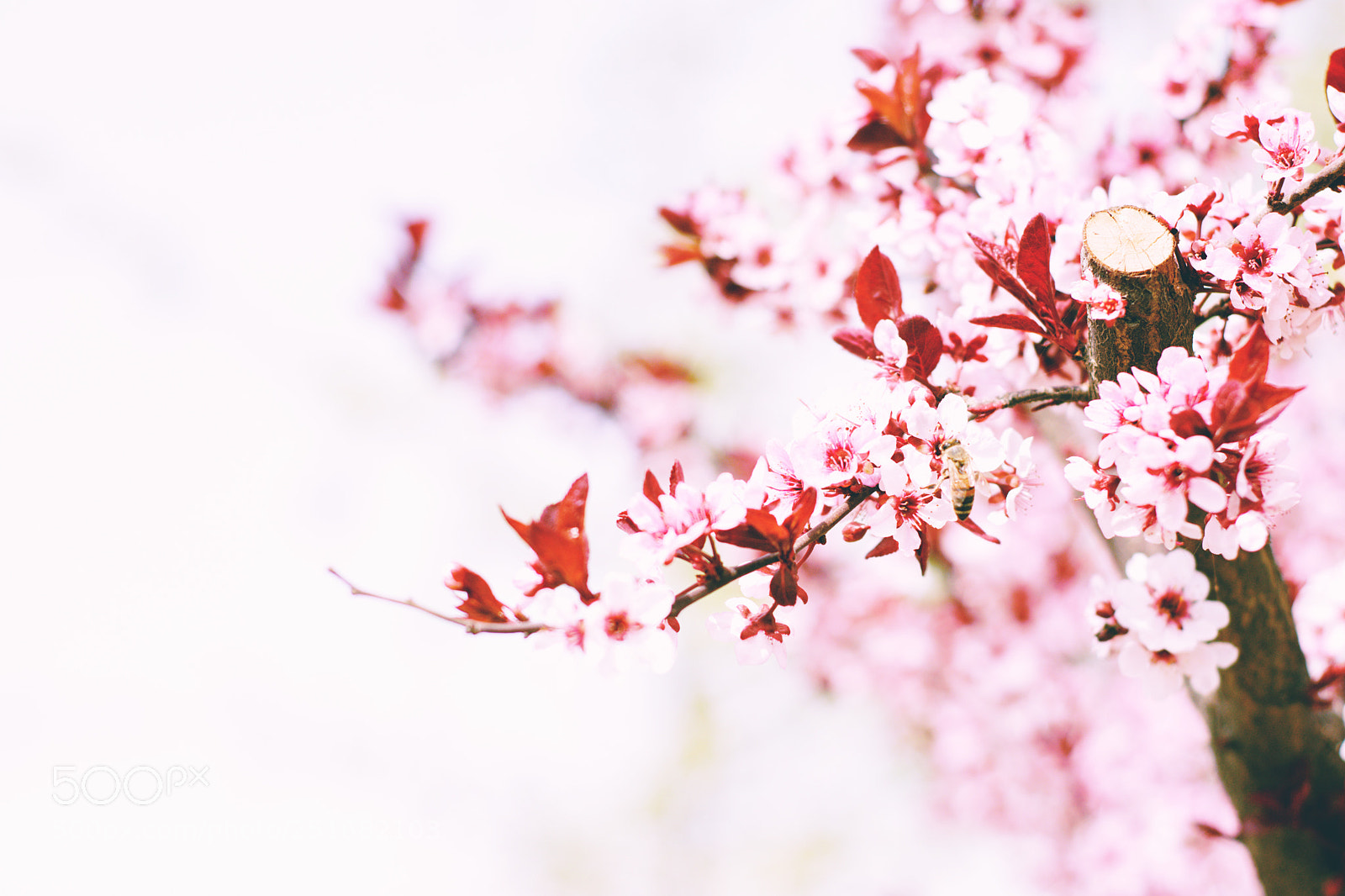 Nikon D7200 sample photo. 花1 photography