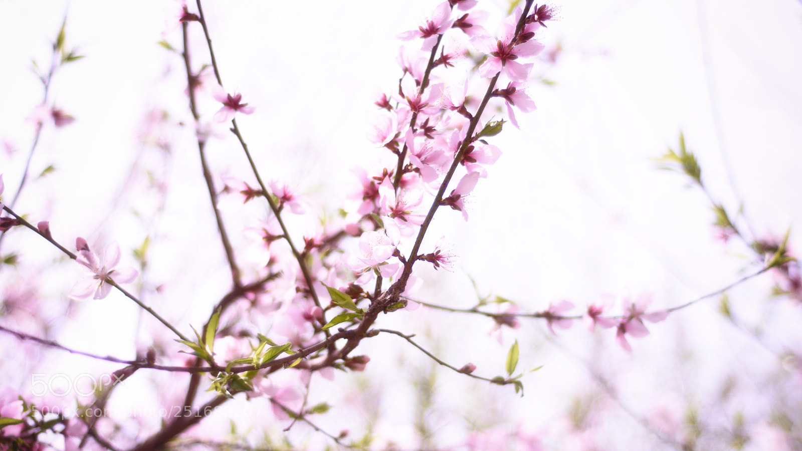 Nikon D7200 sample photo. 花2 photography