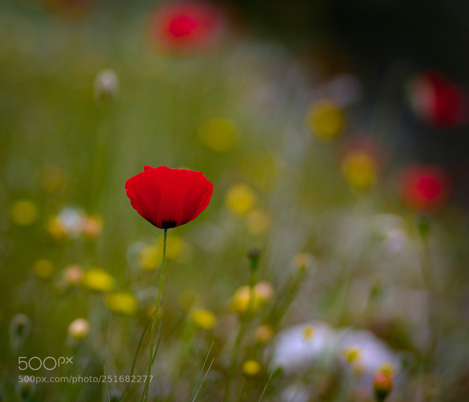 Nikon D7100 sample photo. Poppies and flowers photography