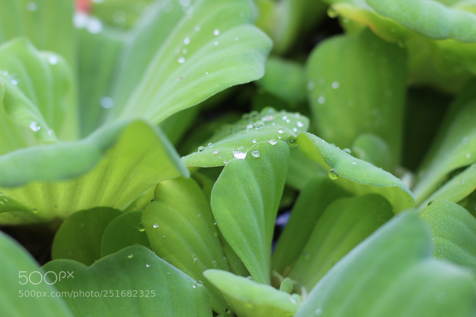 Canon EOS 700D (EOS Rebel T5i / EOS Kiss X7i) sample photo. Collecting water drops photography