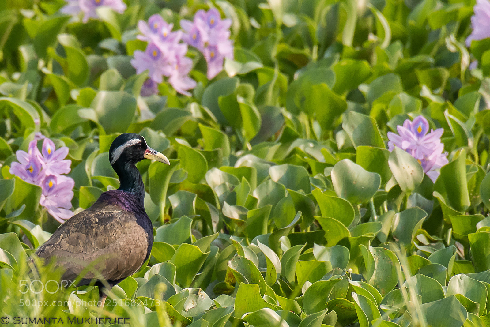 Nikon D810 sample photo. Bronze-winged jacana photography