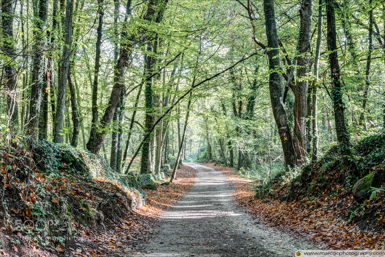 Canon EOS 5D Mark IV sample photo. Walking the path fageda photography