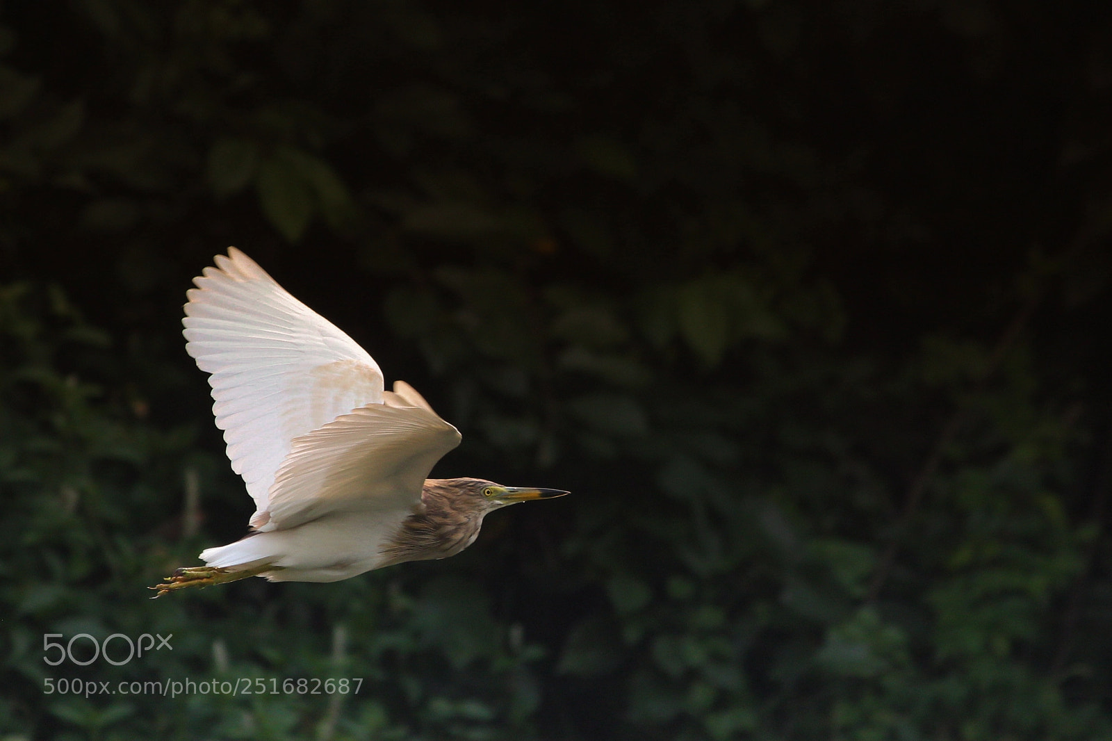 Canon EOS 550D (EOS Rebel T2i / EOS Kiss X4) sample photo. Elegance in the air photography