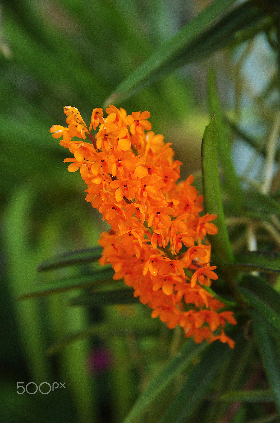 Pentax K-5 IIs + Sigma 17-50mm F2.8 EX DC HSM sample photo. Flower today - ascocentrum miniatum photography