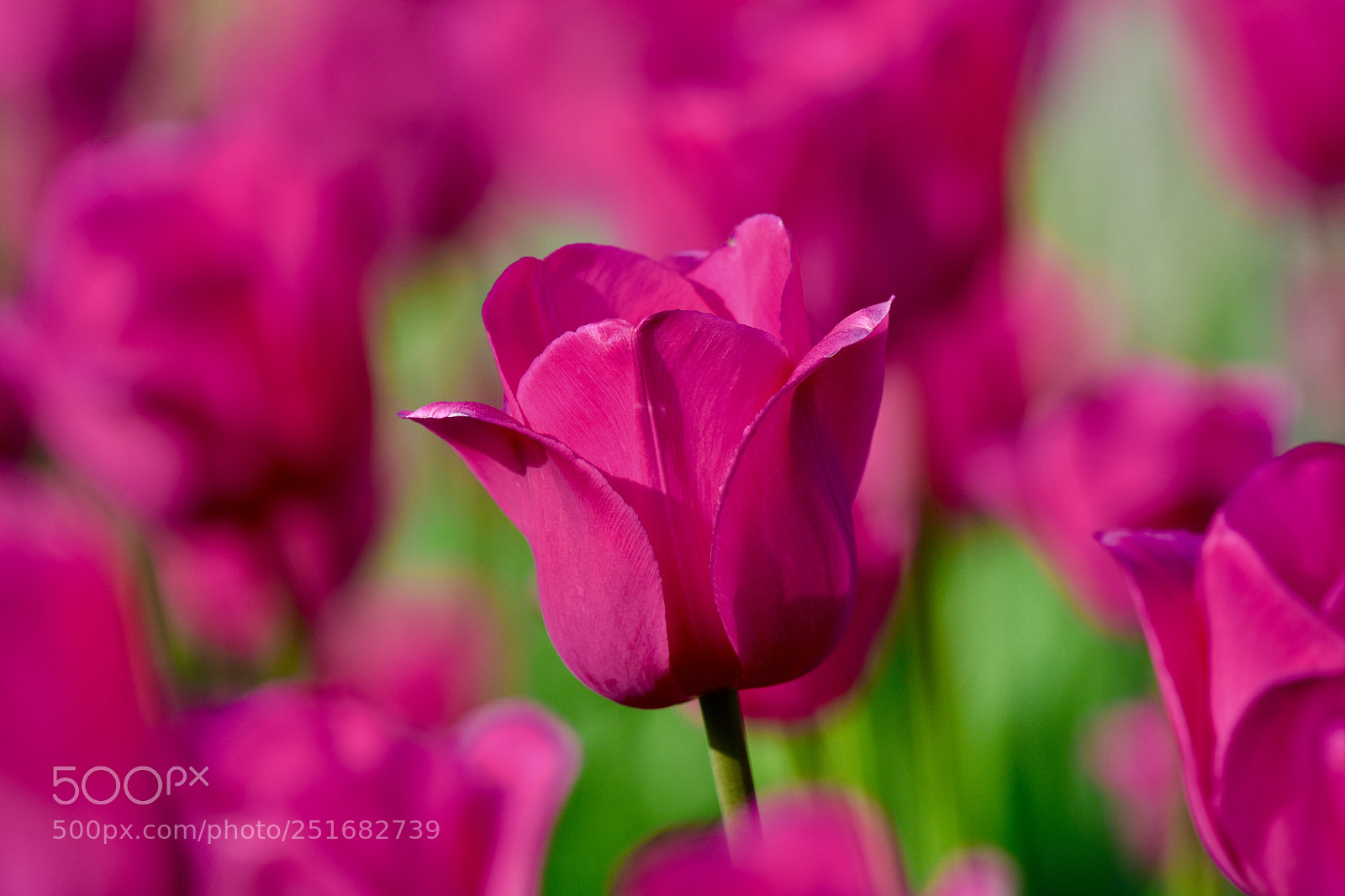 Nikon D7200 sample photo. Pink around photography