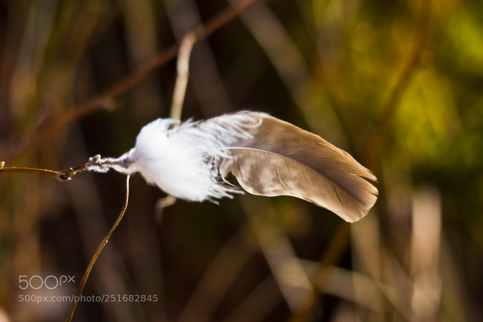 Canon EOS 60D sample photo. Flying in the wind photography