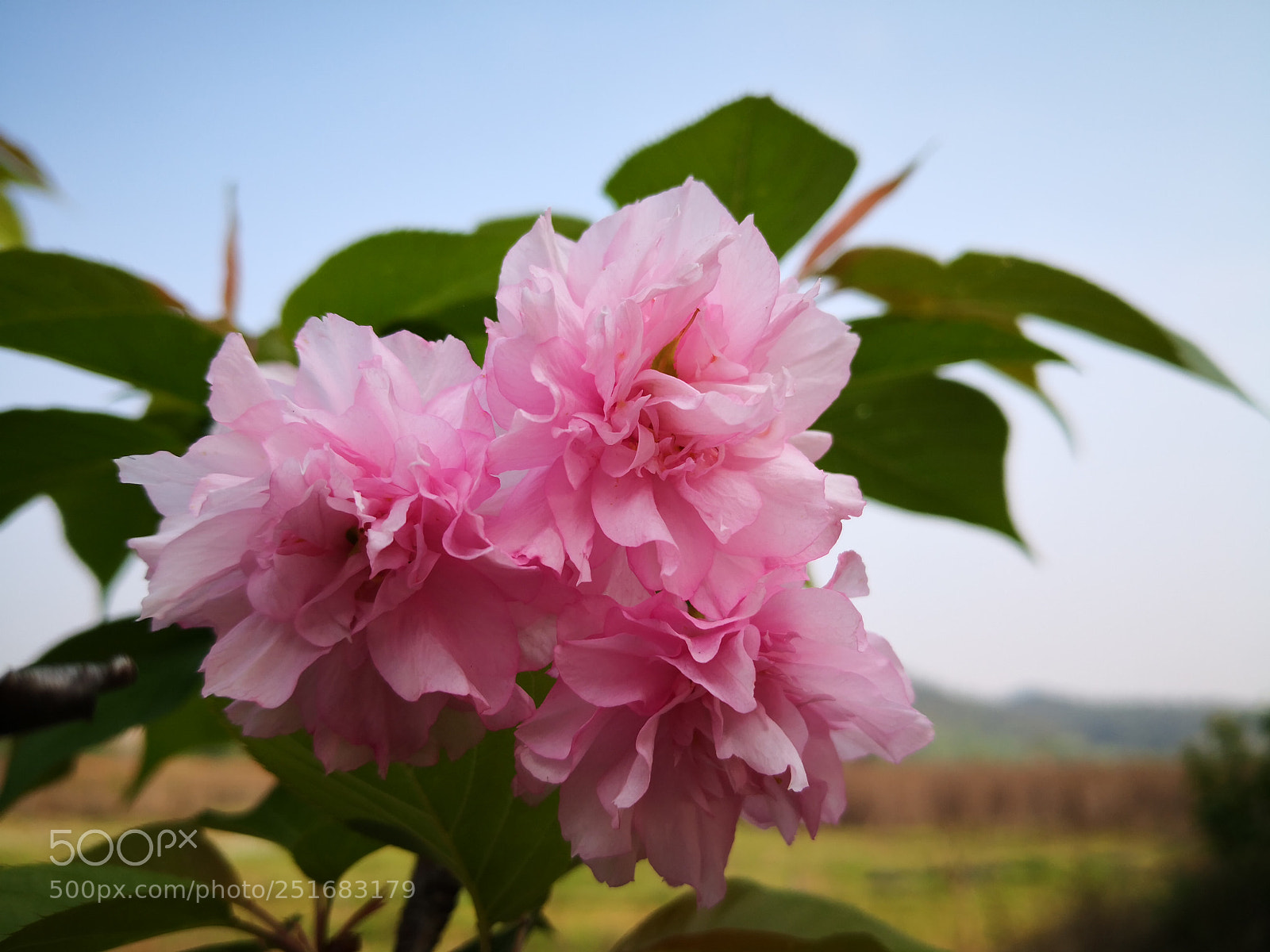 HUAWEI Mate 10 sample photo. Untitled photography