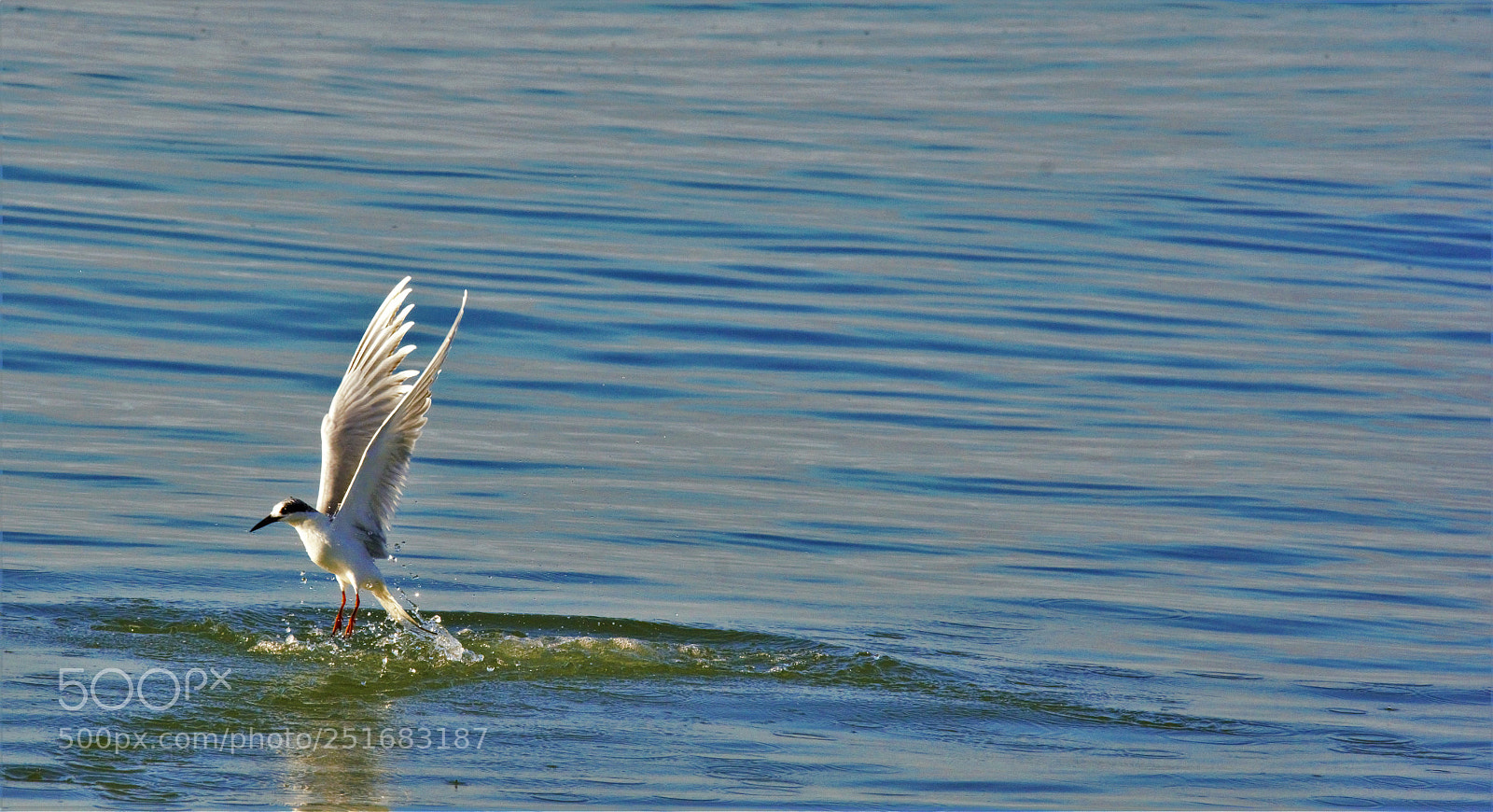 Nikon D7100 sample photo. Bird out of water photography