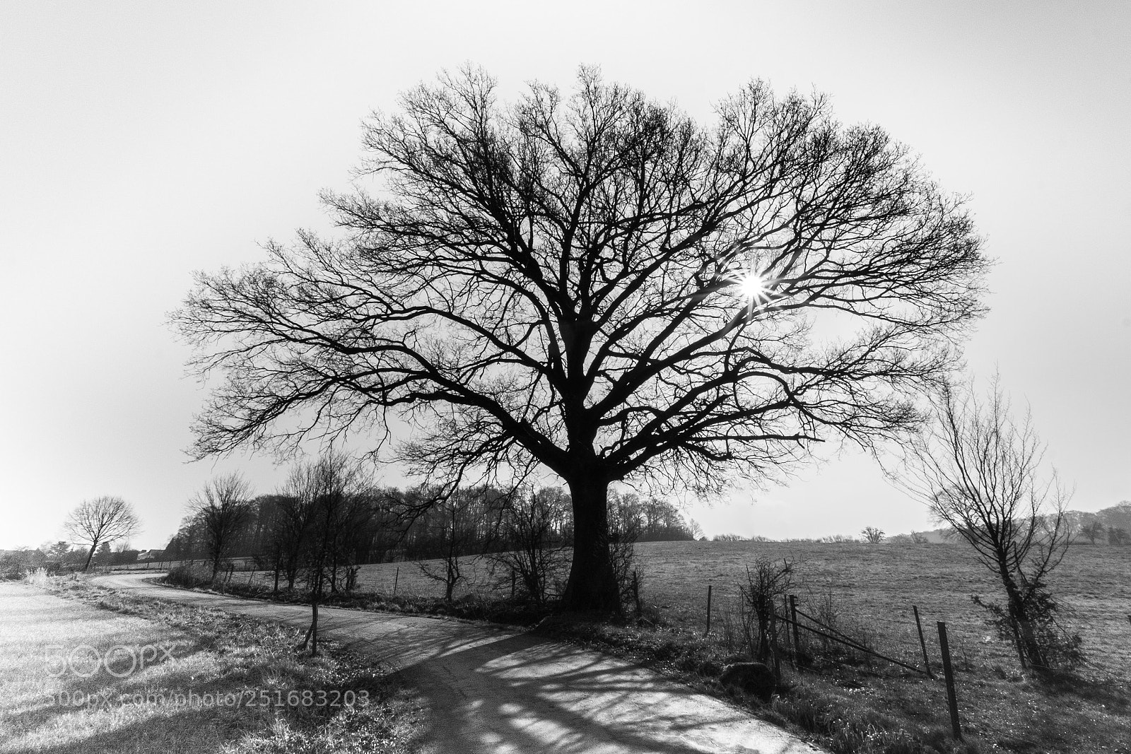 Fujifilm X-E1 sample photo. The tree photography