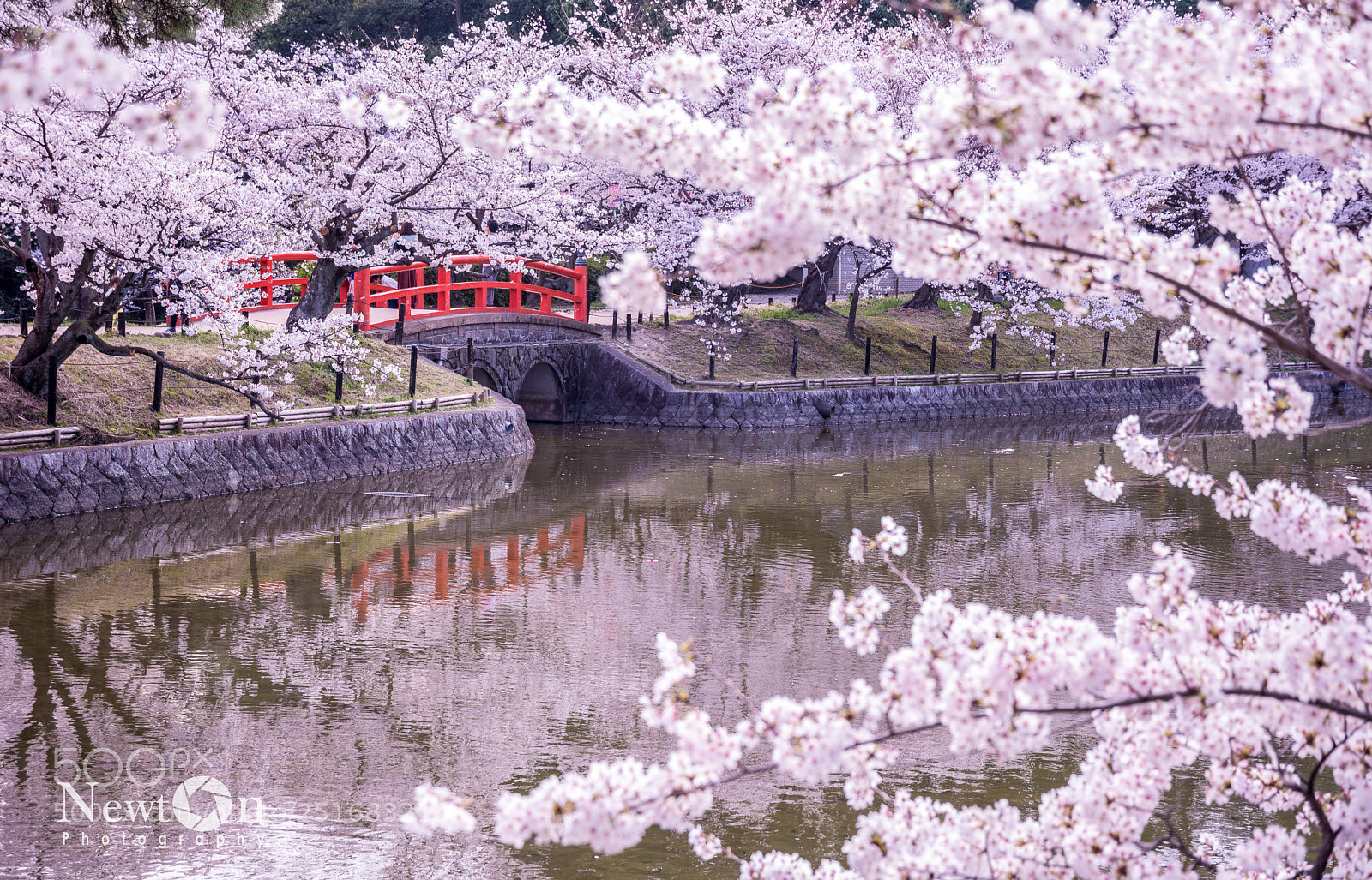 Nikon D7200 sample photo. Cherry blossoms photography