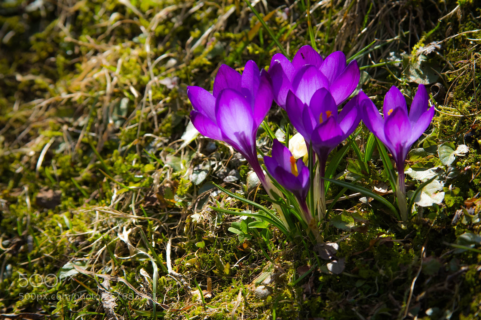 Canon EOS 60D sample photo. Blooming crocus photography