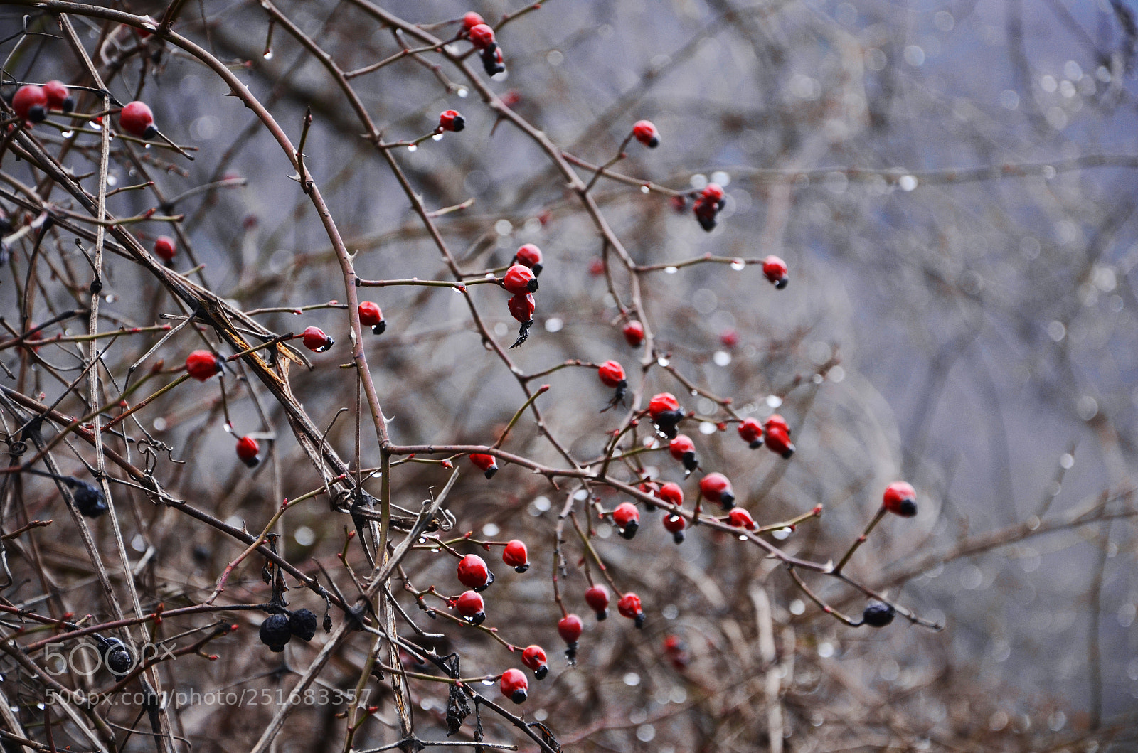 Nikon D5100 sample photo. Rosehip photography