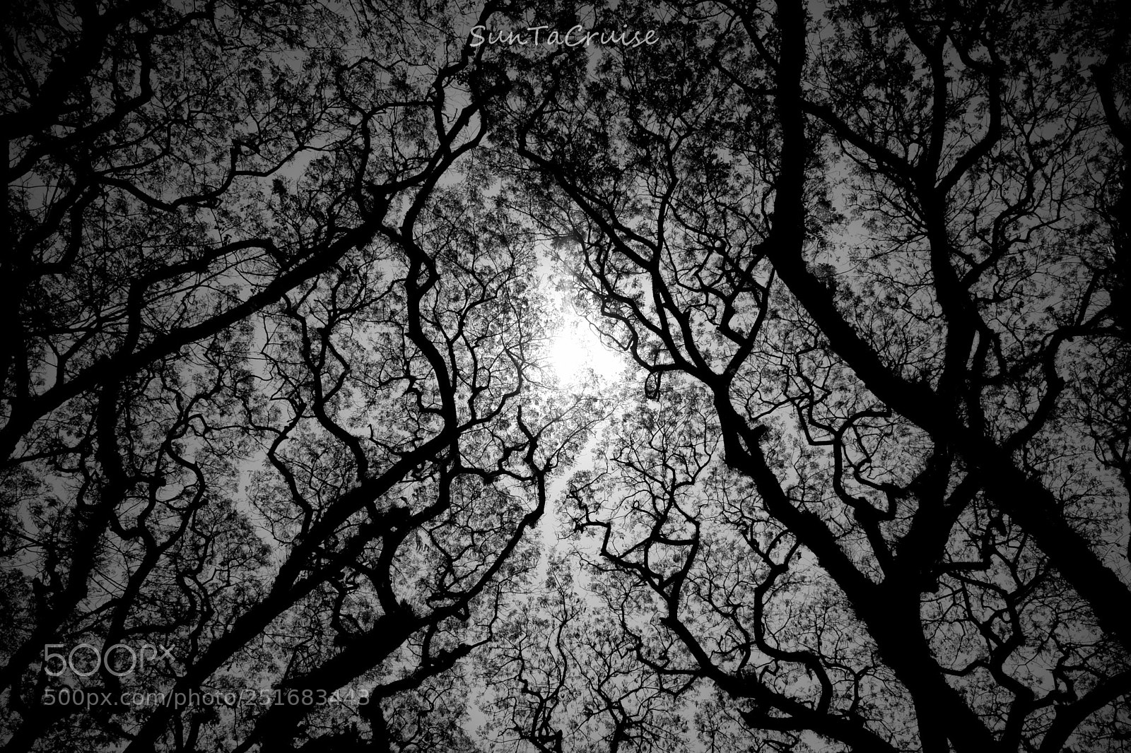 Nikon D7200 sample photo. ีืunder the tree. photography