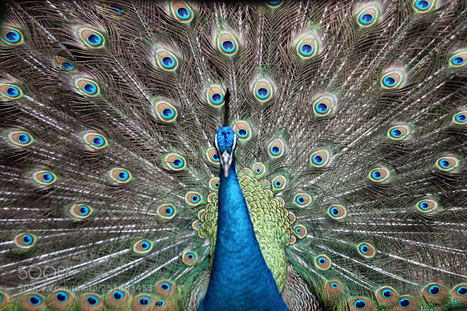 Canon EOS 70D sample photo. Peacock photography