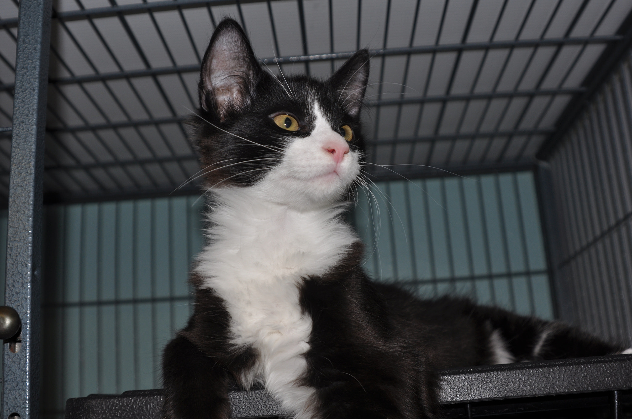 Nikon D90 sample photo. Comet () photography