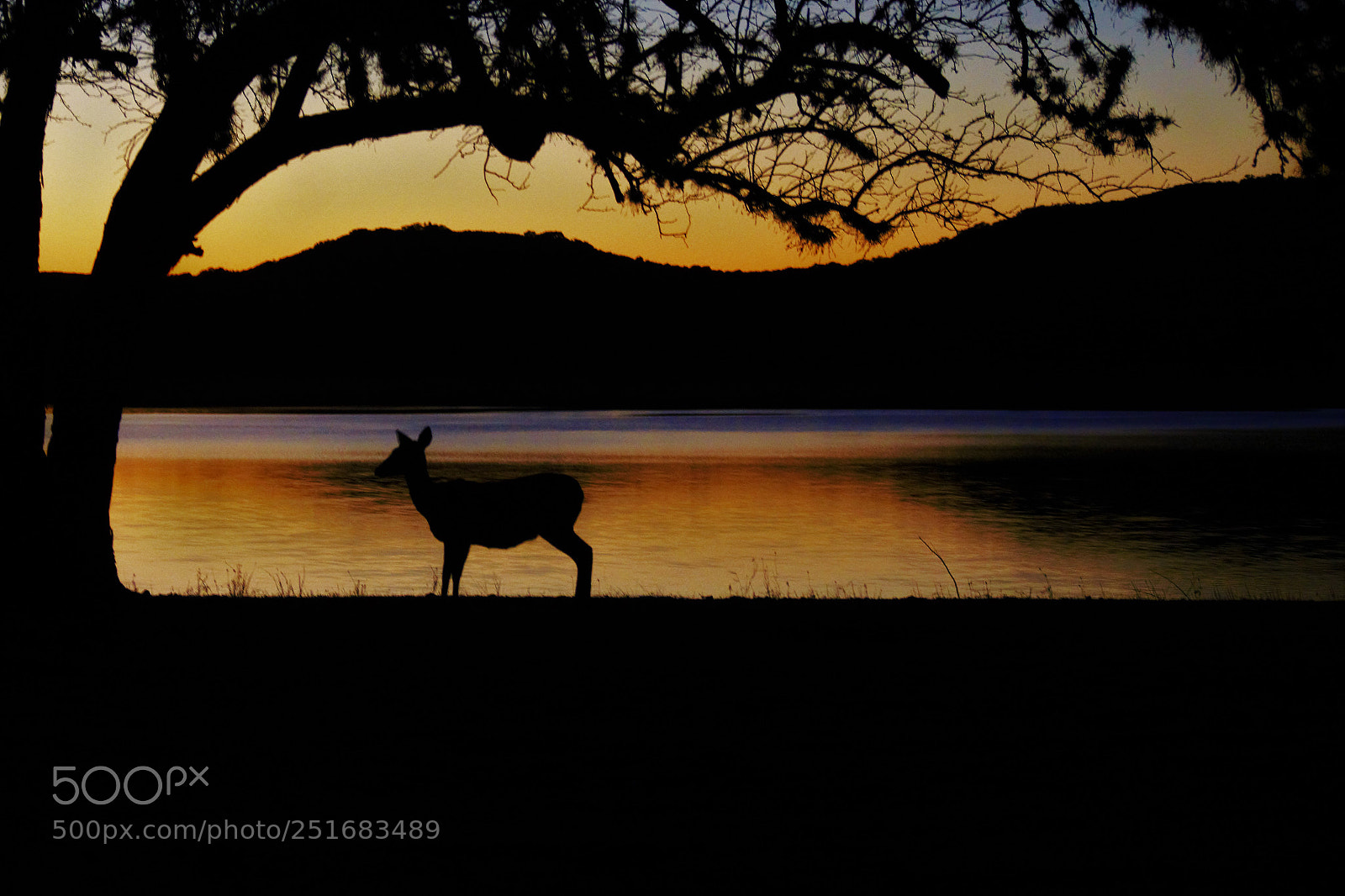 Nikon D7100 sample photo. Deer silhouette photography